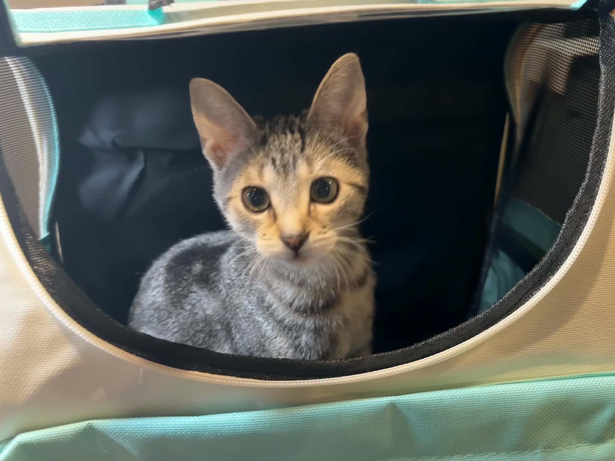 COLORFUL TRAVEL PET BACKPACK